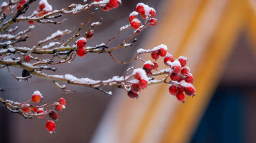 Close-up of a branch with red berries under a dusting of snow