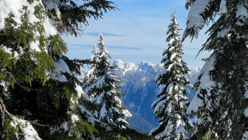 View of a snowy mountain visible through snow-covered pine trees against a blue sky