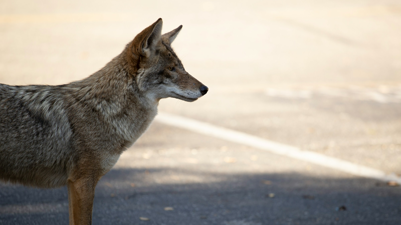 Staying safe around coyotes